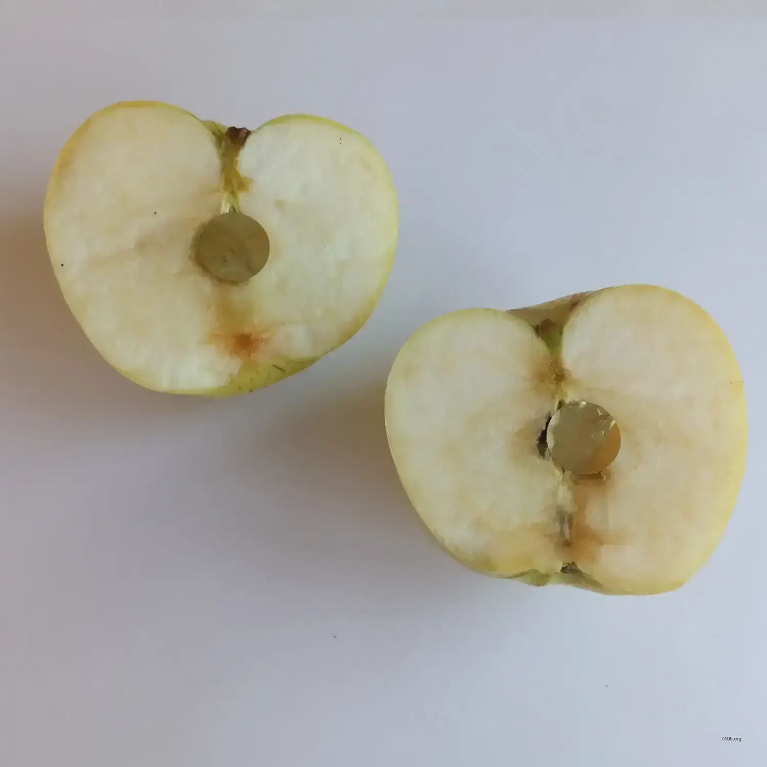 The Decentralized Apple Cold Wallet – Witty Organic Crypto Art