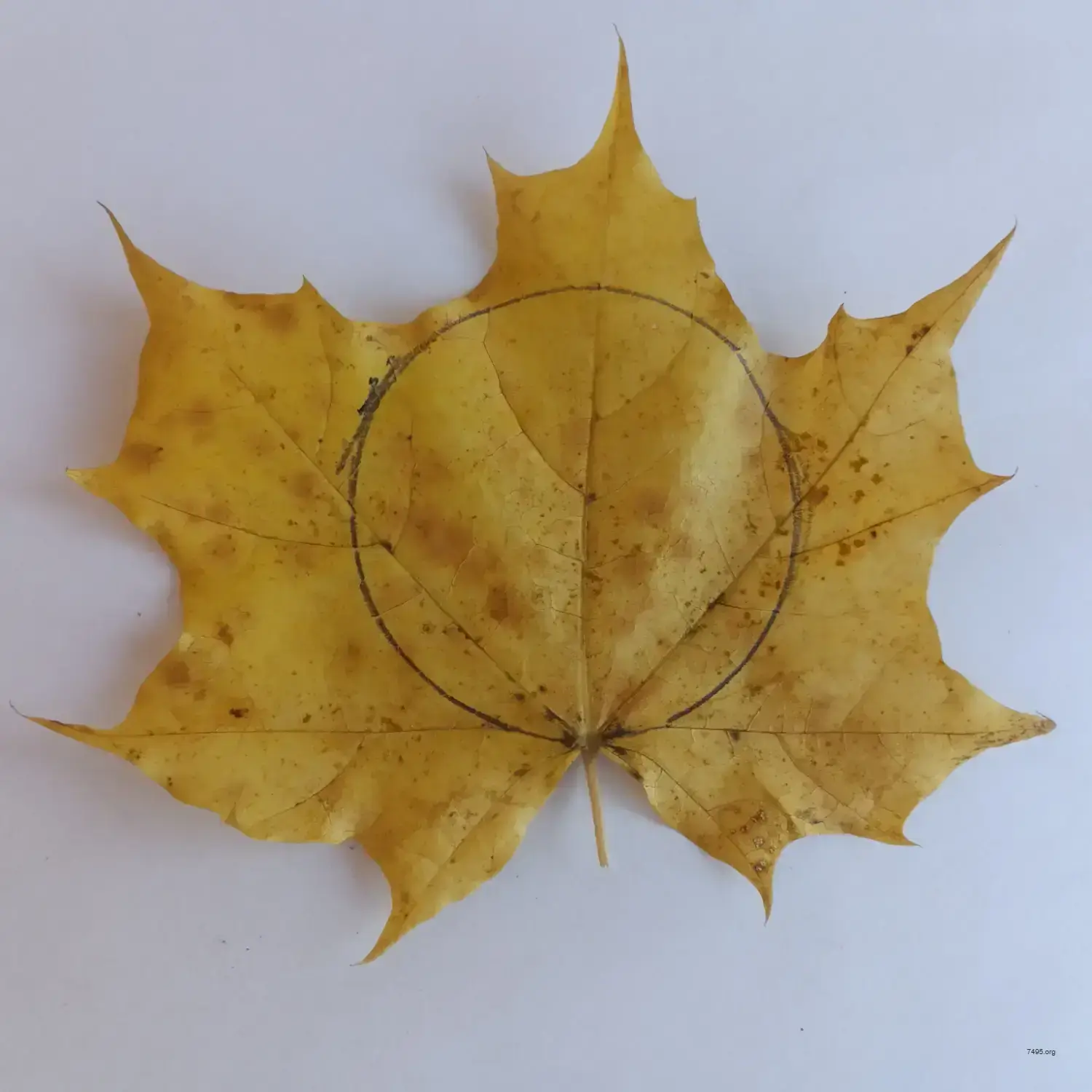 Handcrafted Wooden Bitcoin – Physical Crypto Coin